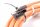 Kollmorgen Motorkabel für AKD-B/P/T/Ml und AKM1 bis AKM7 Motoren 4x1,0+2x1,0 CM11A1-010-006-00 6m unbenutzt